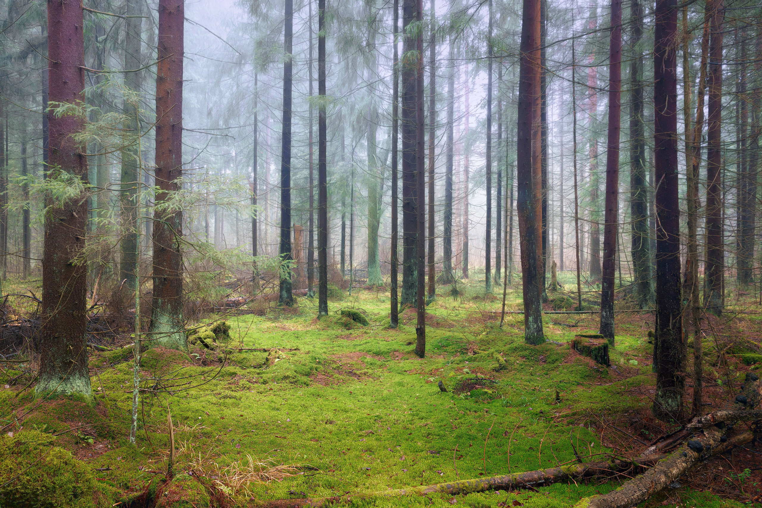 лес, деревья, осень, туман, Валерий Вождаев