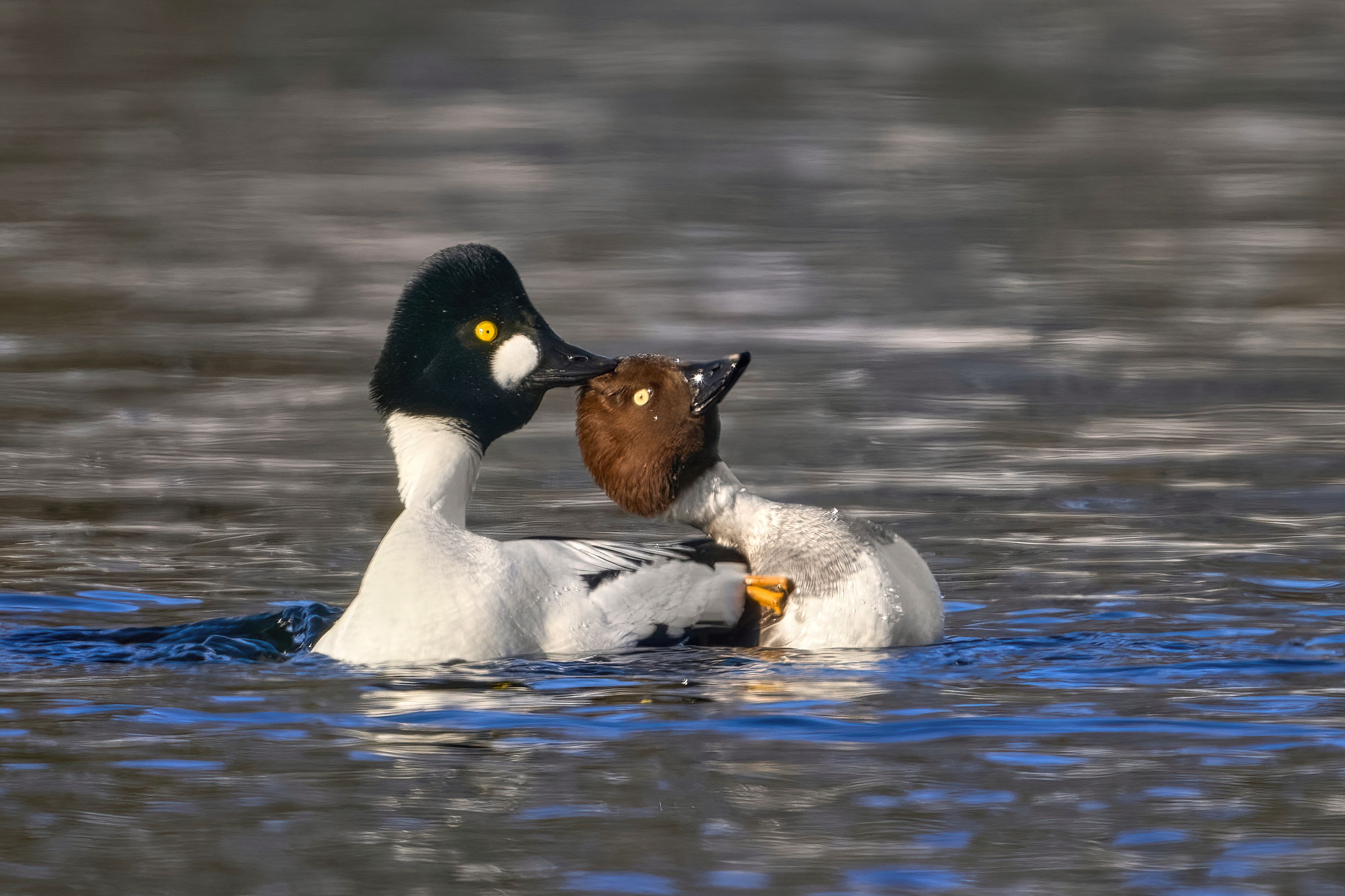 гоголь,goldeneye,Bucephala clangula,, Андрей Гуливанов