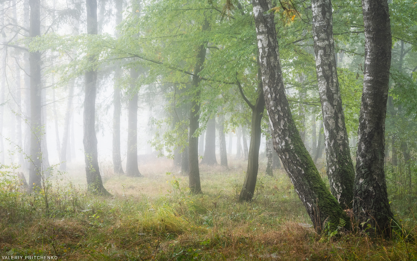 пейзаж, природа, лес, осень, утро, туман, landscape, nature, forest, autumn, morning, Валерий Притченко