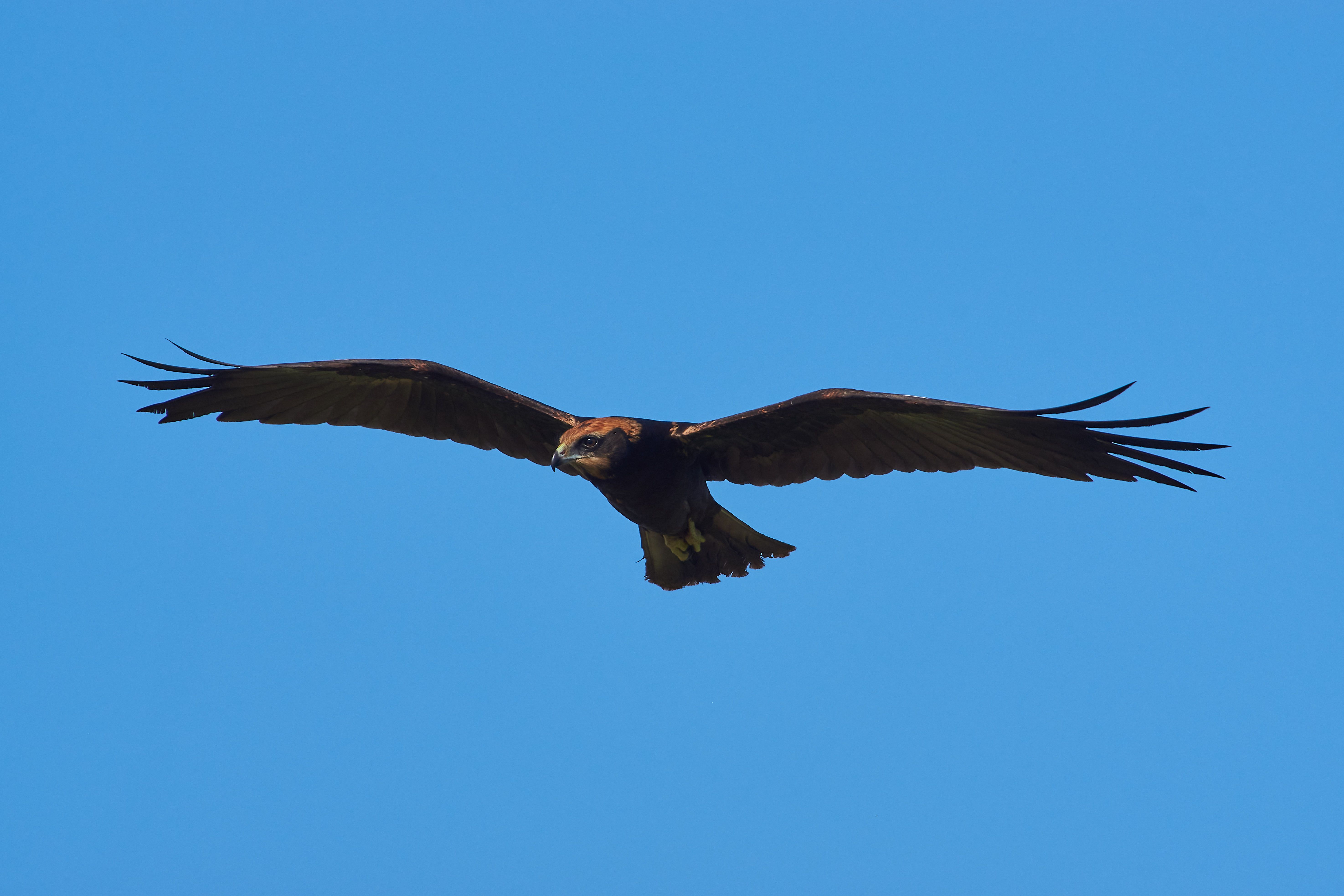 Milvus migrans, bird, birds, birdswatching, volgograd, russia, wildlife, , Сторчилов Павел