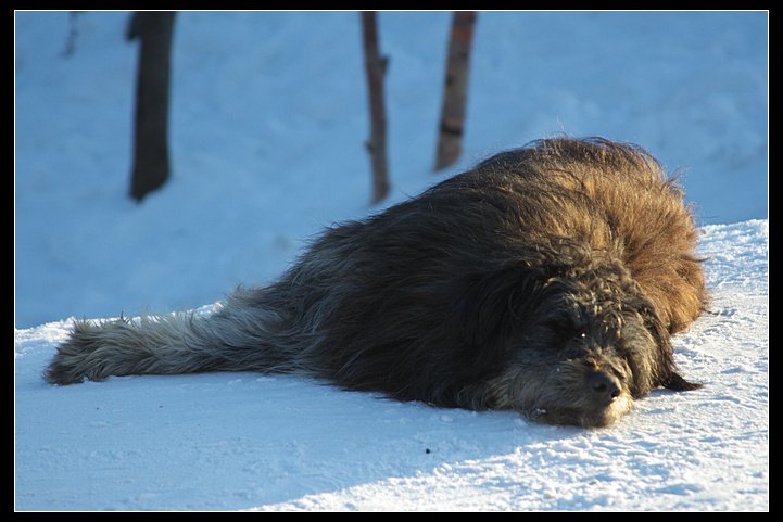 собака, зима, Александр Альферович