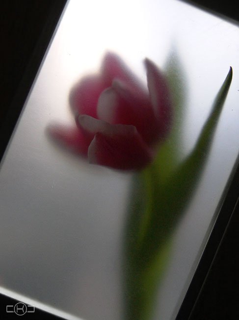 цветок тюльпан весна предвесеннее настроение, C.K.C
