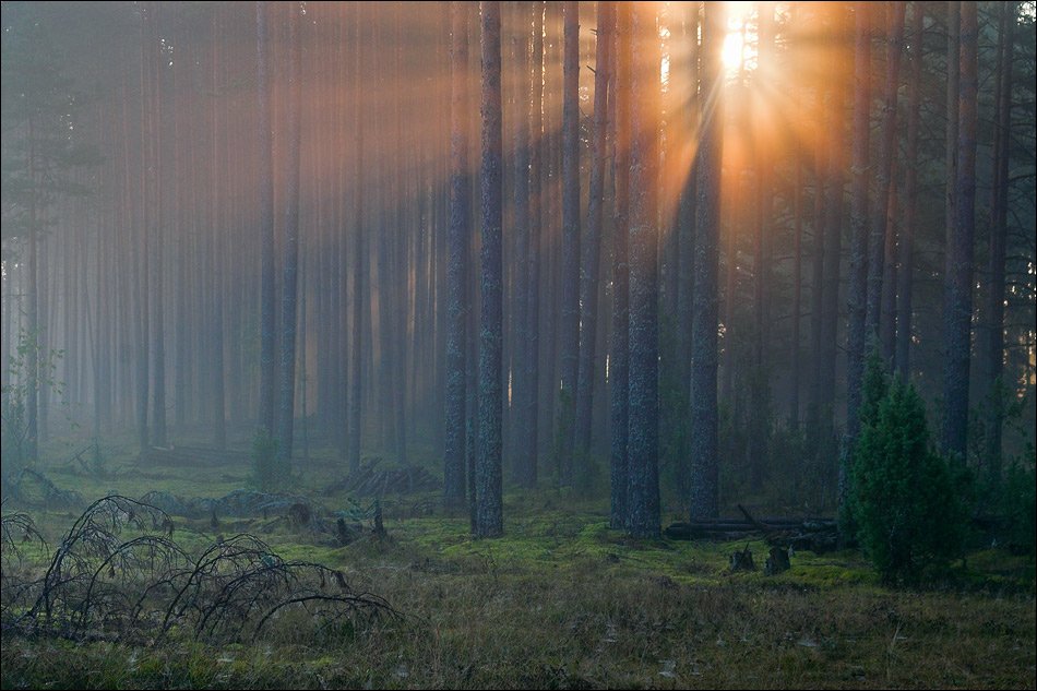 лес, сосны, утро, Сергей Чубаров