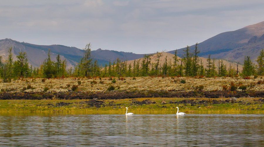 Монголия, Сагаан нуур, река, лебеди, Олег Шубаров