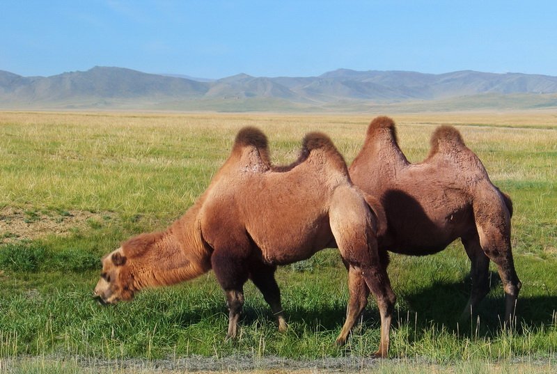 монголия, верблюды, Олег Шубаров
