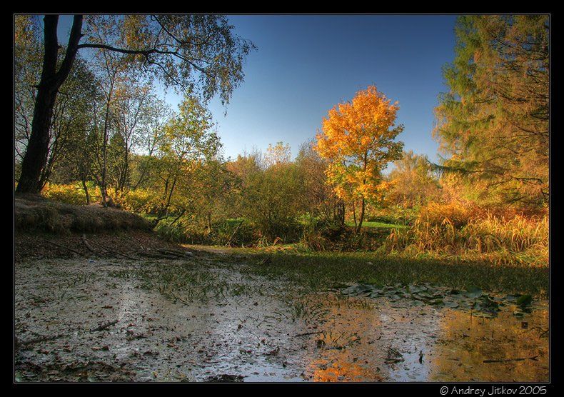 моксва, осень, октябрь, вечер, болото, дерево, пейзаж, photohunter, Андрей Житков