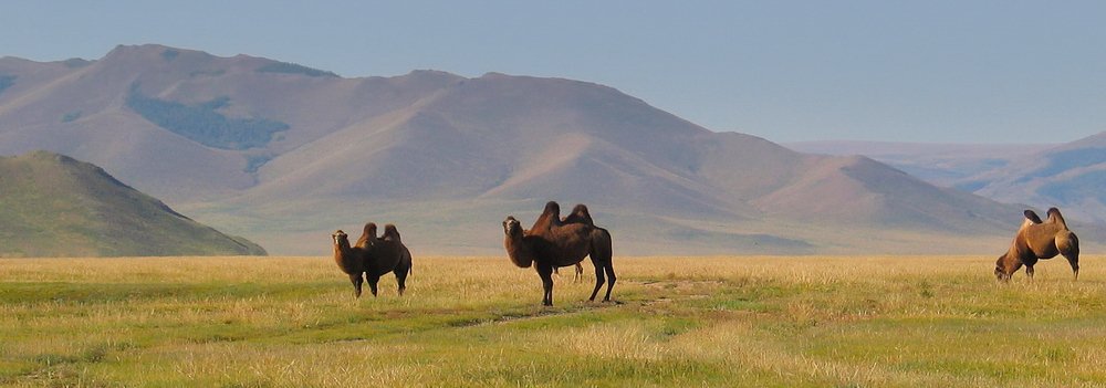 монголия, верблюды, Олег Шубаров