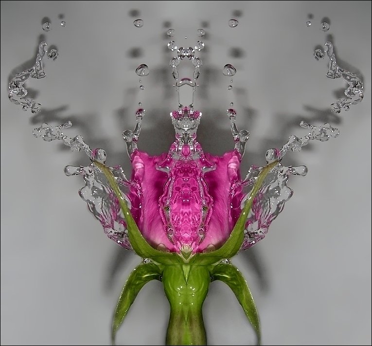 роза, вода, симметрия, феникс