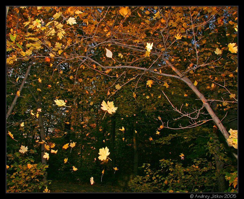 листопад, осень, октябрь, листья, photohunter, Андрей Житков