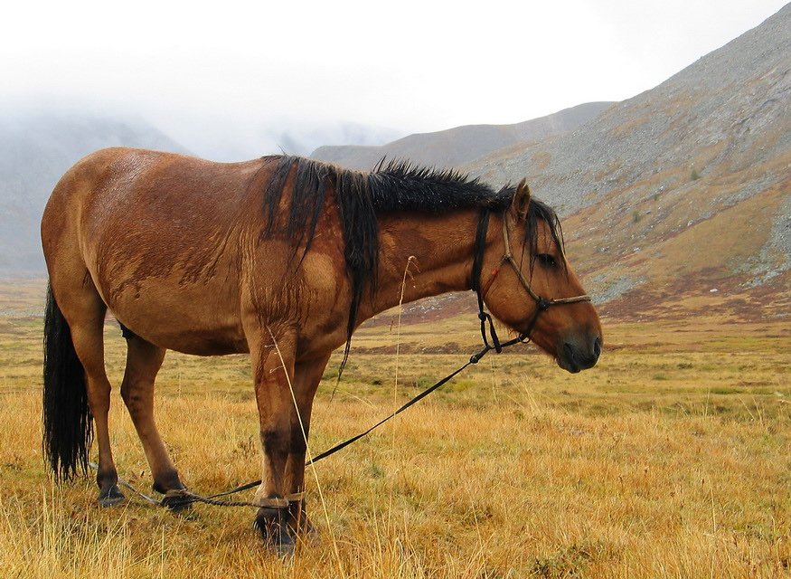 монголия, ледник, отгонтырген, базовый лагерь, дождь, туман, лошадь, Олег Шубаров