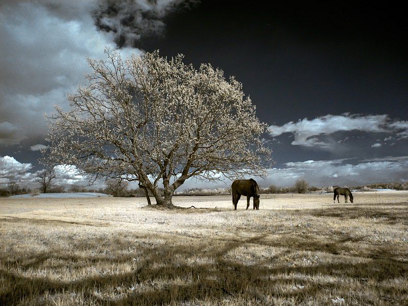 пейзаж, весна, апрель, небо, лошадь, ик, Марк Пономаренко