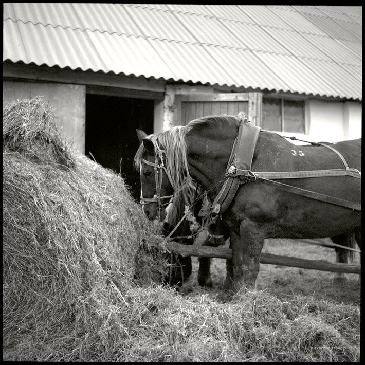 лошадь, лошади, конь, horses, horse, equi, zabegin, Alexander Zabegin