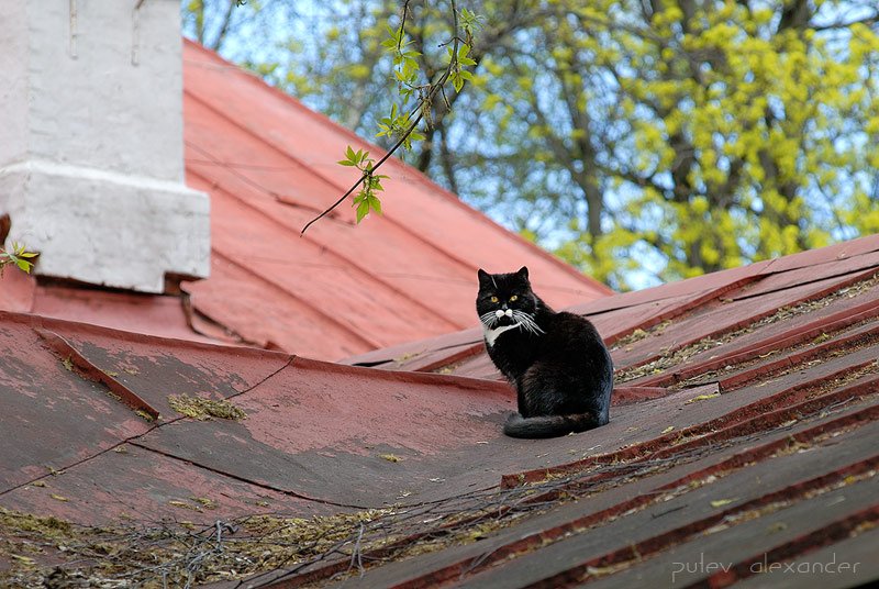 братцево,кот,крыша,9 мая,зарисовки,весна, Александр Путев