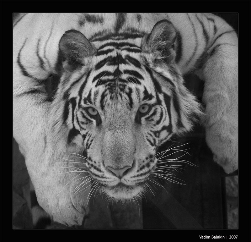 белый тигр, Vadim Balakin