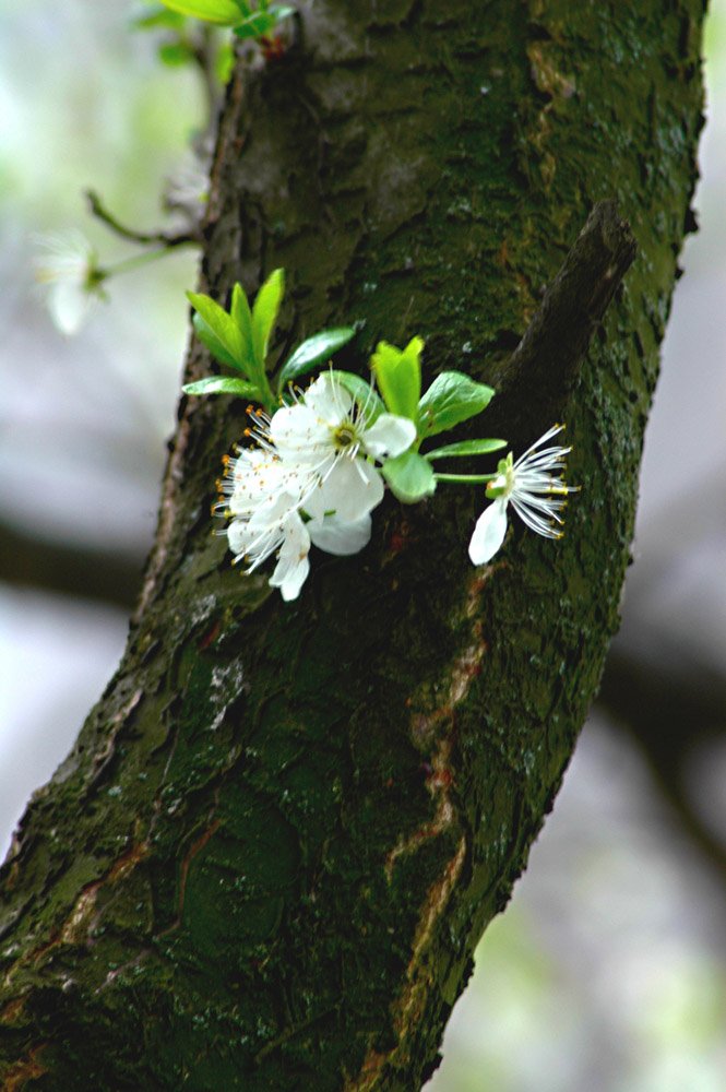 весна, цветок на стволе, Владимир Разумов