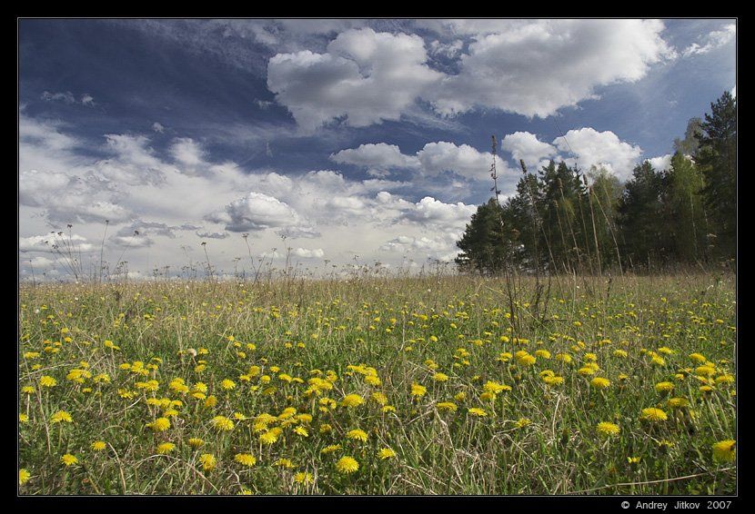 облака, лето, поле, небо, одуванчики, пейзаж, photohunter, Андрей Житков