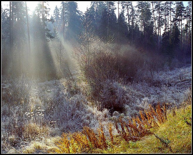 ноябрь, иней, солнце, лес, туман, Григорий Иващенко