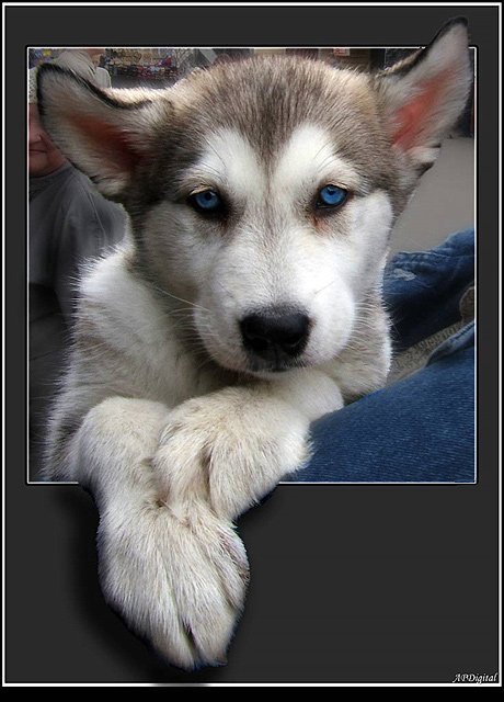 собака хаски с голубыми глазами, A_Pol
