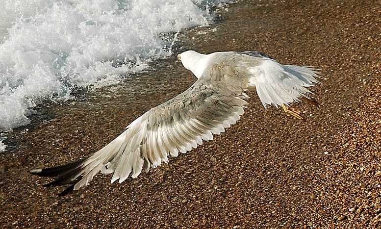 чайка,волны,песок,полет, Евгений Пугачев.