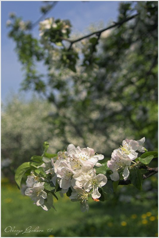 яблони, цветы, жара, Олеся Ласкова