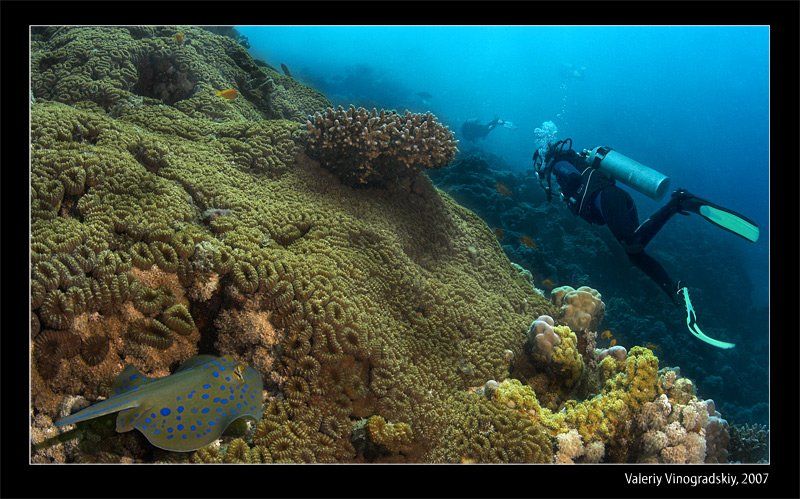 подводный мир скат риф дайверы красное море виноградский валерий, Виноградский Валерий