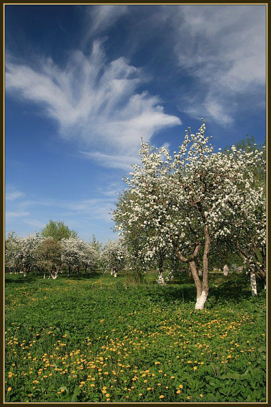 весна, яблони, сад, облака, Георгий