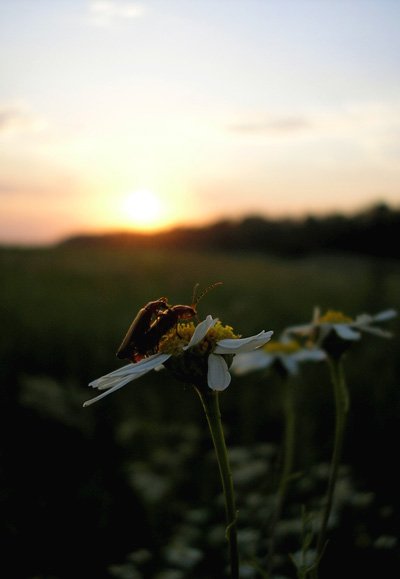 закат, поле, букашки, цветы, ромашки, Андрій Слободян (Dorian)
