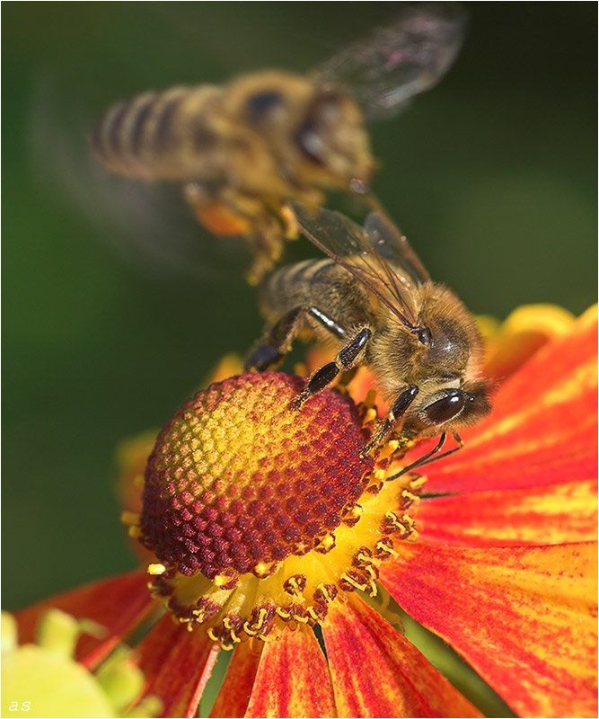 ешь, ананасы, пчела, медоносная, apis, mellifera, apidae, ФотоМаньяк