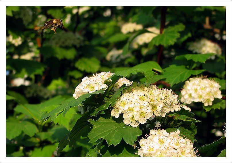 боярышник, цветы, пчела, И.И.