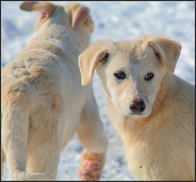 собака, зима, снег, взгляд, i_go, i_GO