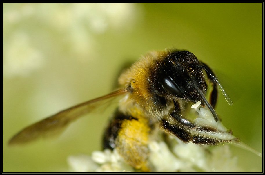 пчела, мед, цветы, Капустин Николай