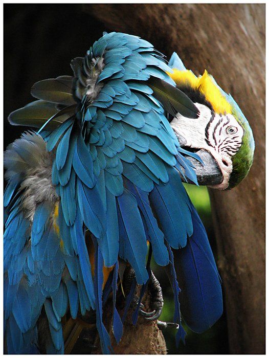 попугай, яркие краски, лето, жара, зоопарк, Olga Panteleeva