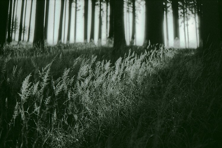 2009, forest, morning, shadow, tree, дерево, лес, пленка, рассвет, стволы, стебли, тень, трава, утро, чб, todublin