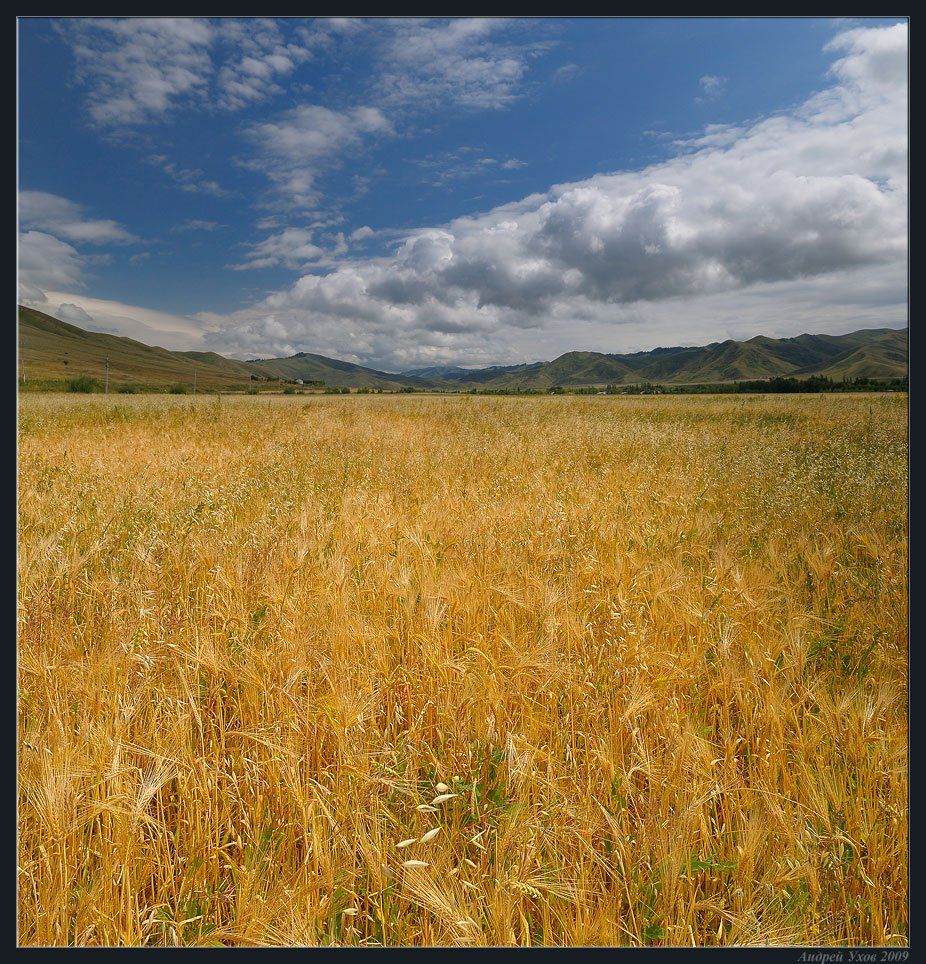 природа,поле,август,пшеница,горы,облака,долина,столбы,лето, Андрей Ухов