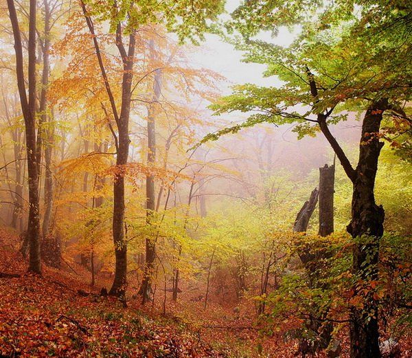 крым,осень,лес,туман, Андрей  Золочевский