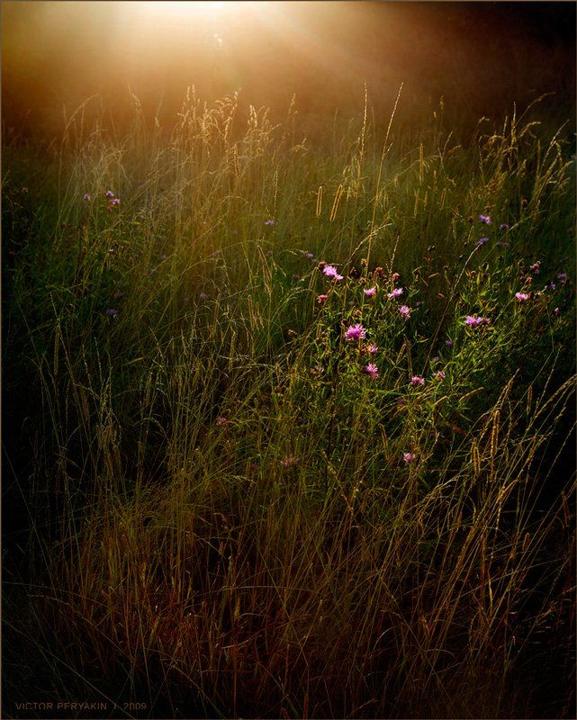 травы, сентябрь, рассвет, солнце, утро, Виктор Перякин