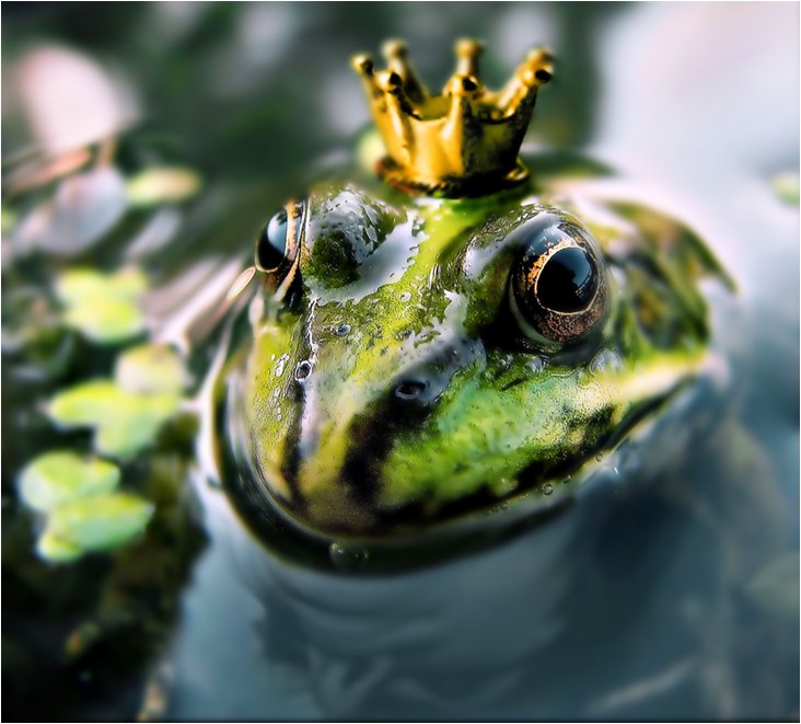 Лилия, поцелуй, корона, царевна лягушка обои на телефон (фото, картинки)