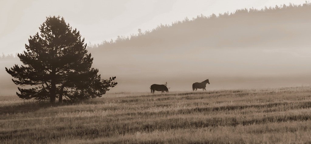 лошади,утро,туман, Андрей  Золочевский