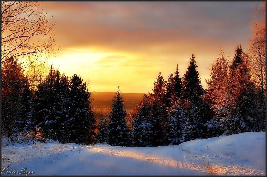 швеция,скандинавия,лапландия,заполярье,зима,снег,закат,природа,пейзаж, Елена