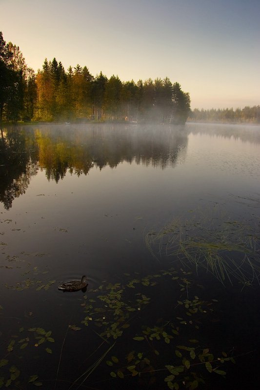 финляндия, заводь, берег, озеро, вода, отражение, лес, дерево, утро, рассвет, утка, трава, холод, осень, небо, dyadyavasya, Дмитрий Шамин