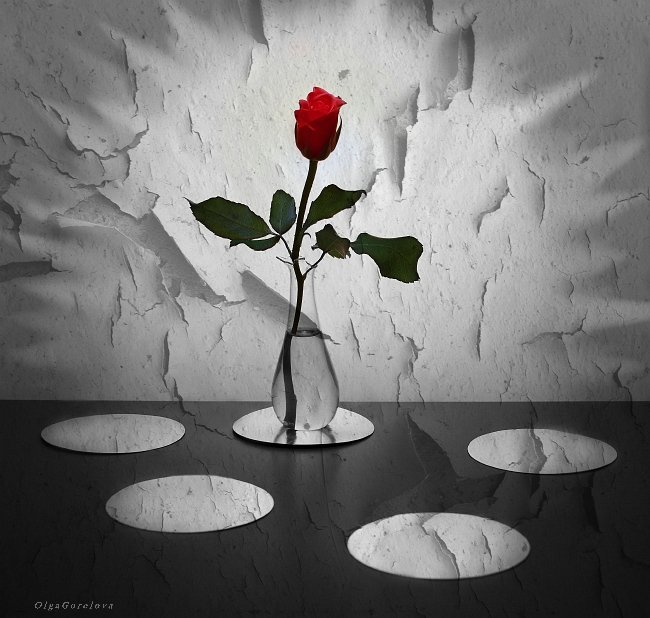 фото, роза, красное, натюрморт, Ольга Горелова
