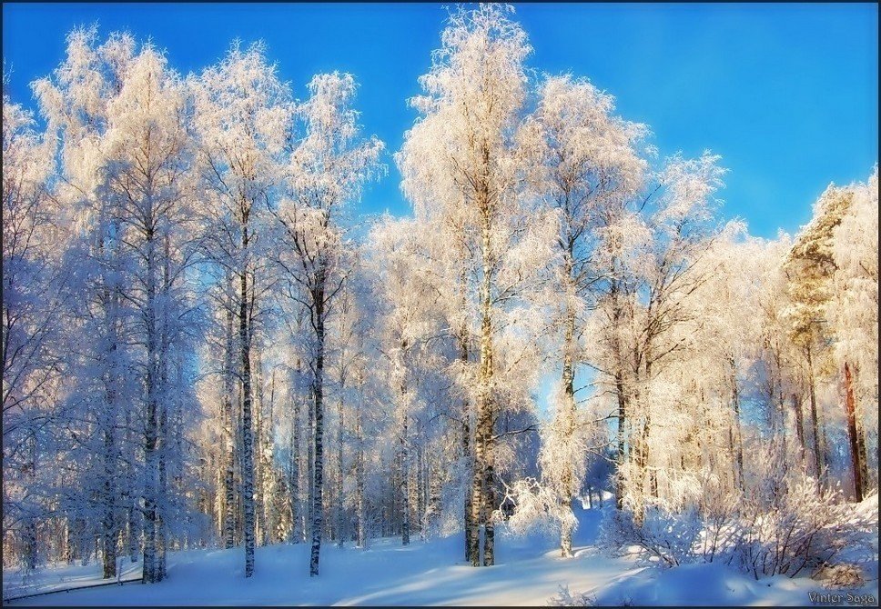 швеция,скандинавия,заполярье,лапландия,пейзаж,природа,зима,снег, Елена