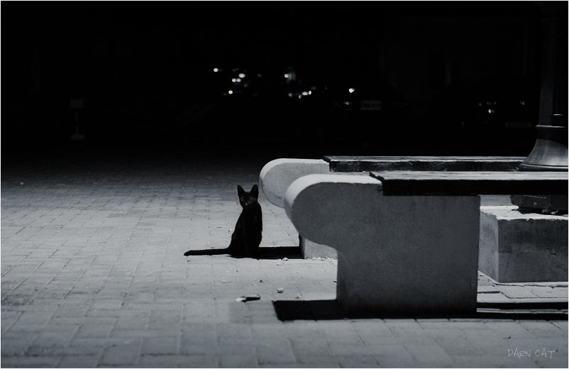 кипр, пафос, кот, в, порту, ночь, тень, черная, фонарь, Darn Cat