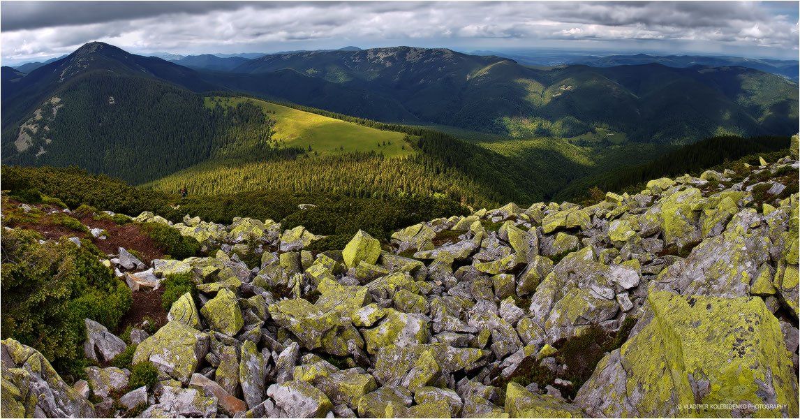 карпаты, хомяк, Kolebidenko Vladimir