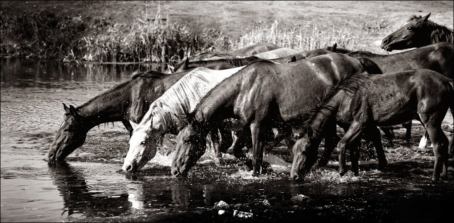 лошади, вода, жажда, Алексей Игнатченко