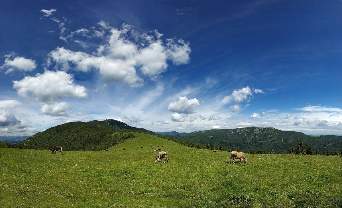 карпаты, хомяк, Kolebidenko Vladimir