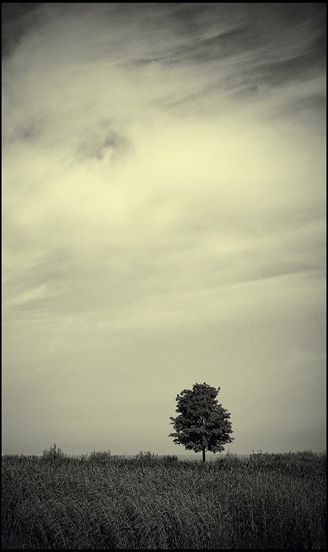дерево, одиночество, Андрей Литов