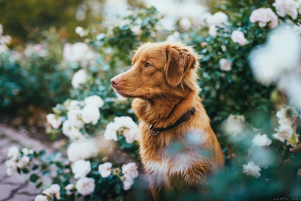 Animals, Dog, Nikon, Собака, Толлер, Марта Май