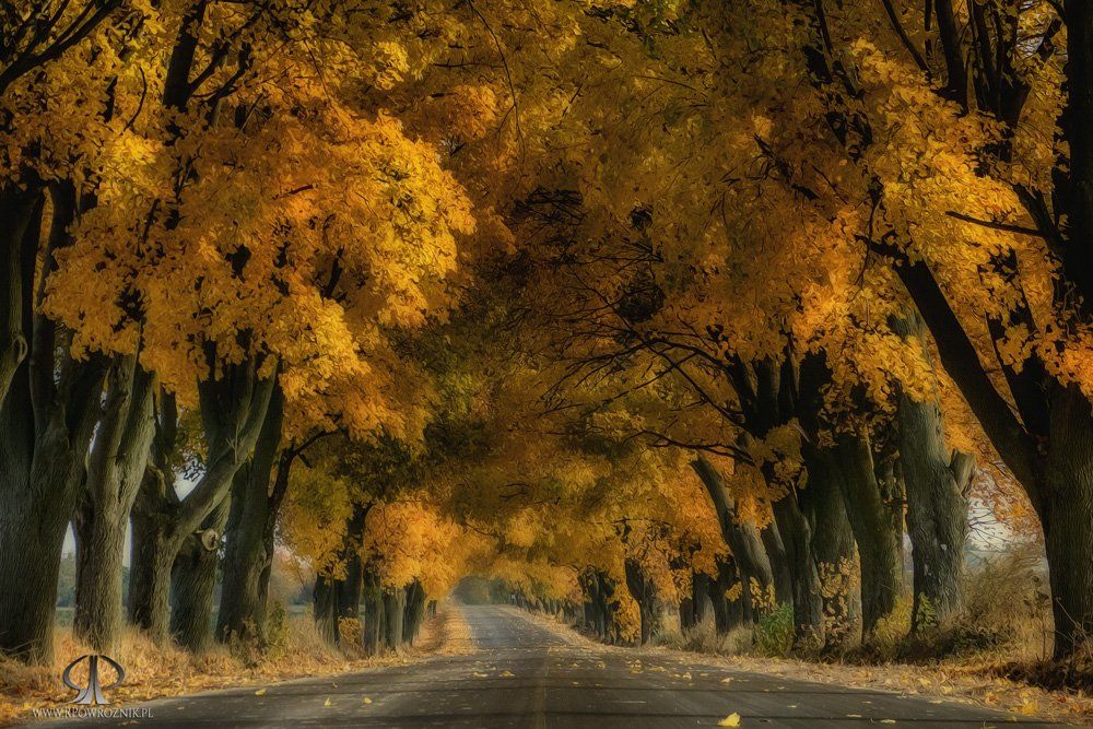 Autumn, Landscape, Leaves, Rpowroznik, Scenery, Trees, Robert Powroźnik