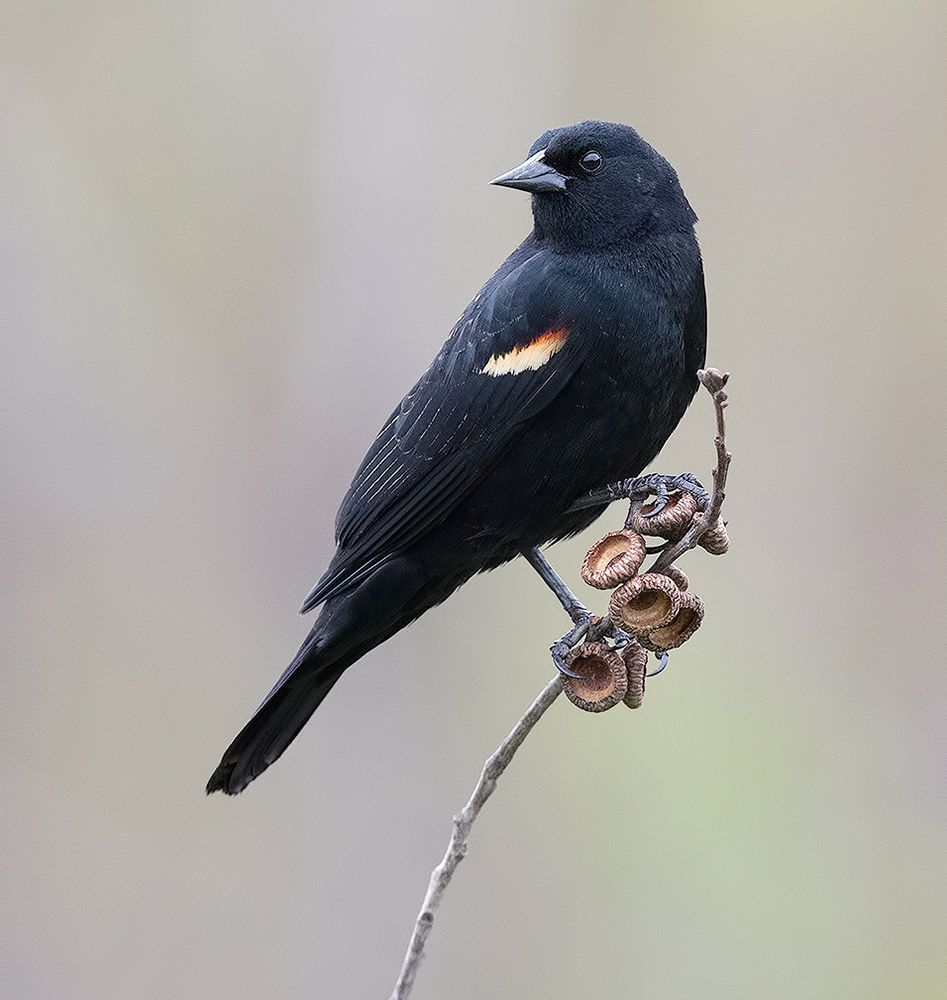 красноплечий чёрный трупиал, red-winged blackbird, трупиал, blackbird, Etkind Elizabeth